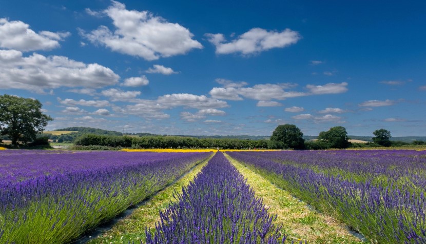 The Lavender Fields, Alton